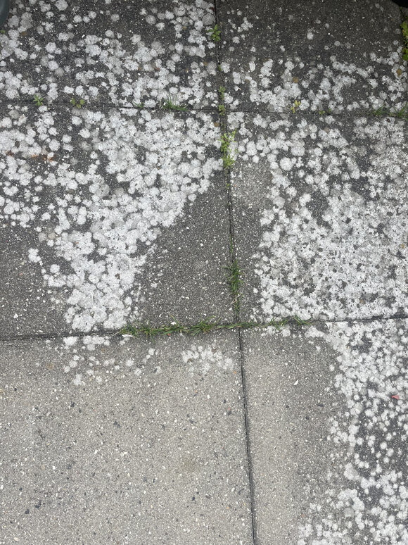 Betonfliser dækket af hvide pletter og spredt grønt ukrudt.
