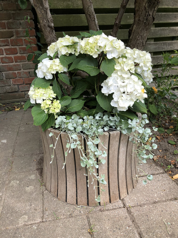 Hortensia med hvide blomster i krukke af træ.