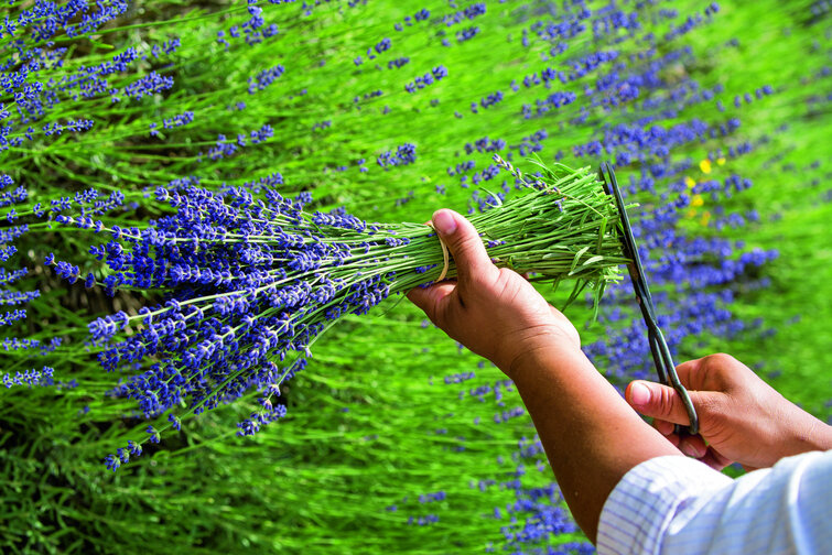 Lavendelblomster klippes af med en saks