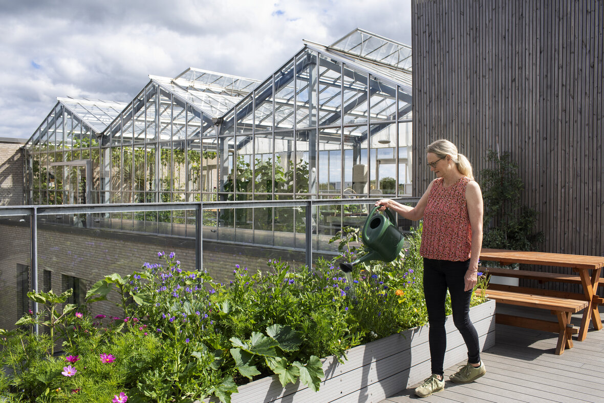 Tina Strynø vander planter på tagterrasse på Grønttorvet i København