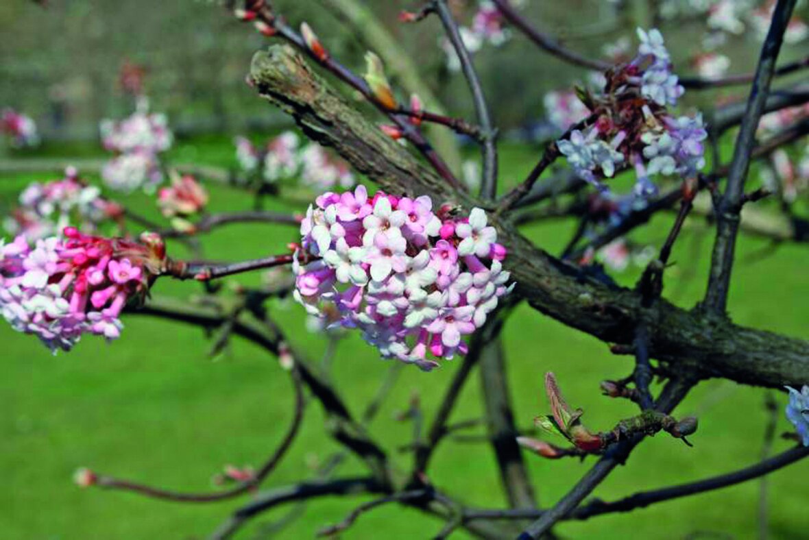 Kejserbusk (Viburnum bodnantense)