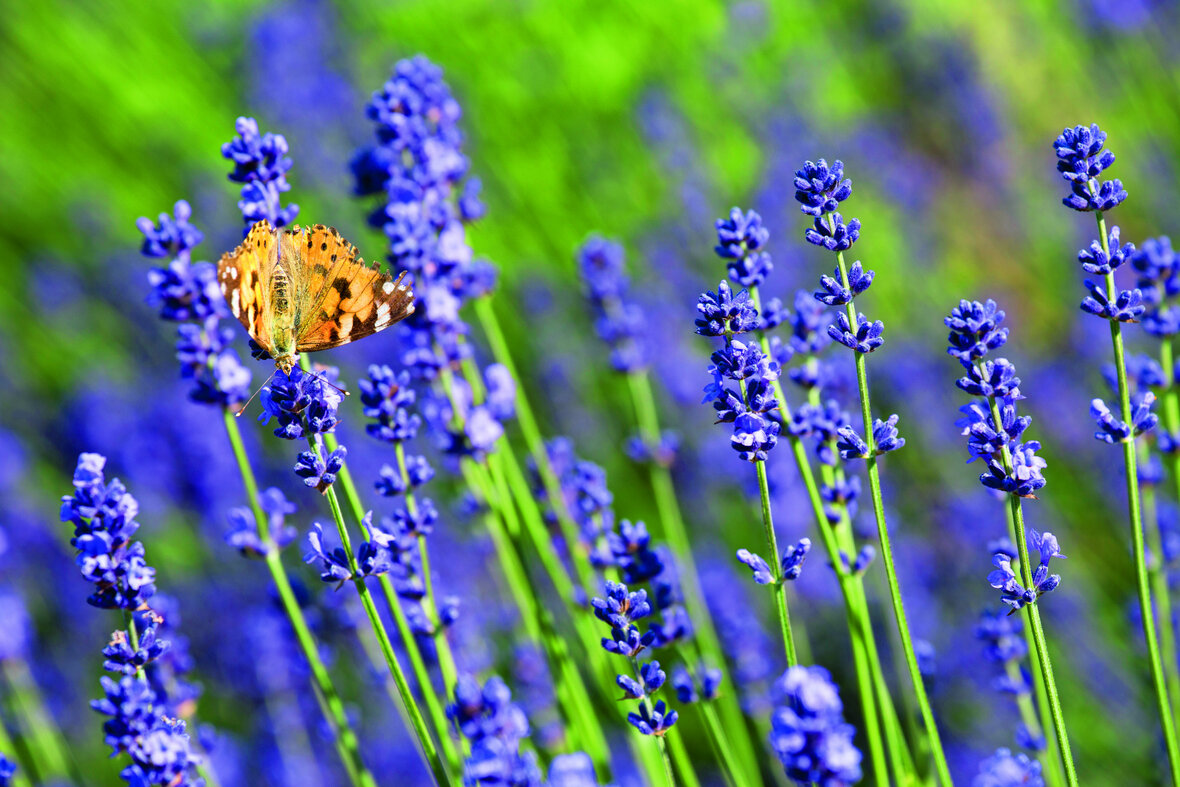lavendel med sommerfugl