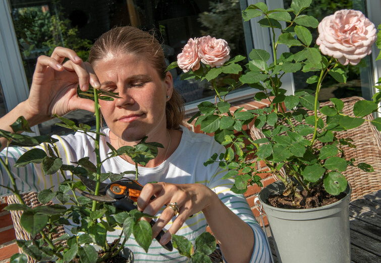 beskæring af roser