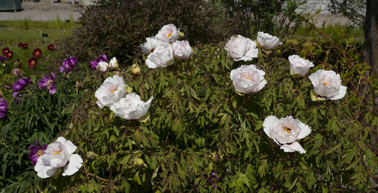 Pæon blomstrer