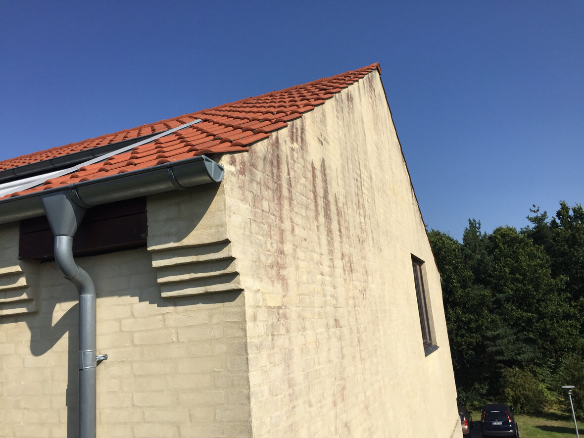 Rødalger på gavl Alger på hus