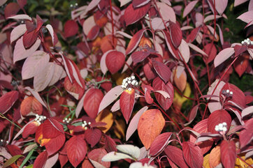 Hvid kornel, Cornus alba