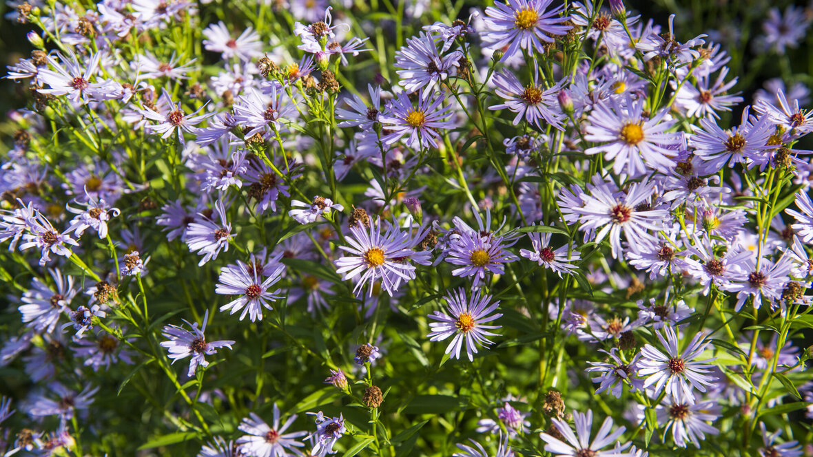 Asters