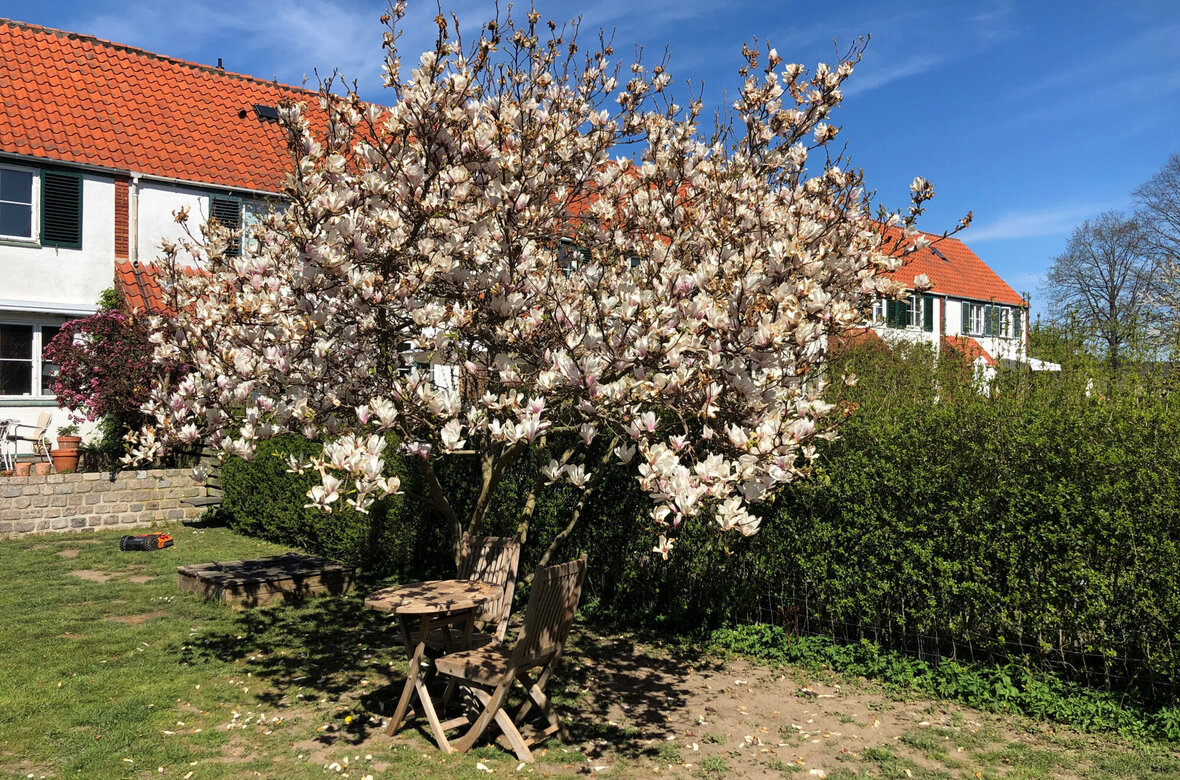 Magnolietræ med blomster i en solbeskinnet have med hus i baggrunden.