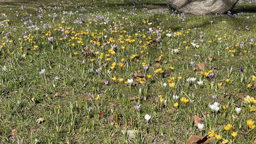 Løgplæne med krokus