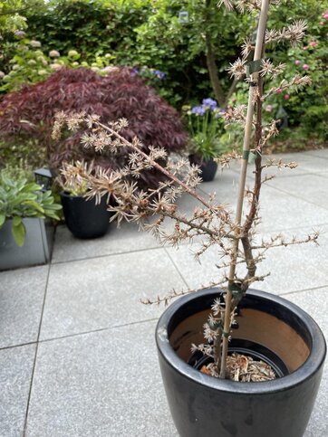 cedertræ i krukke på terrasse