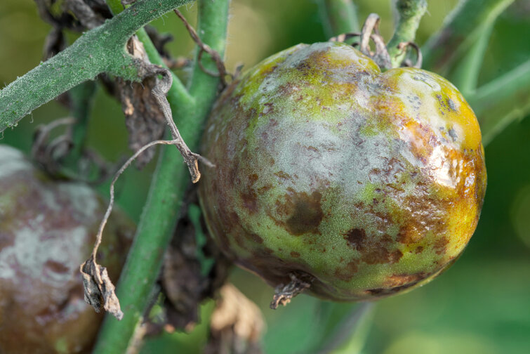 sygdom på tomat på tomatplante