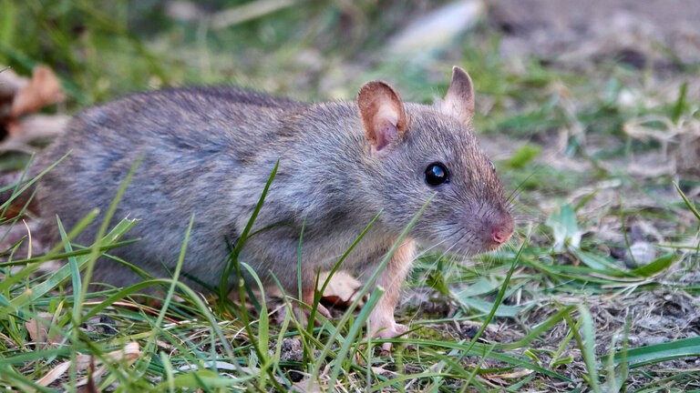 rotte