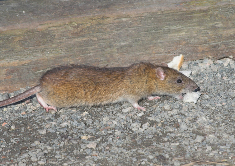 Rotte