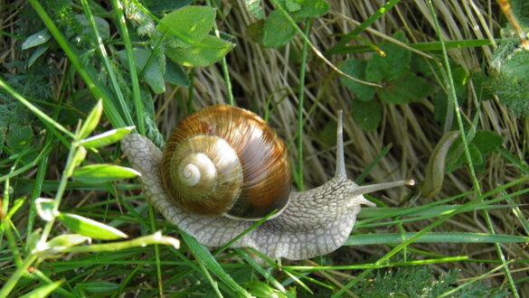Vinbjergsnegl