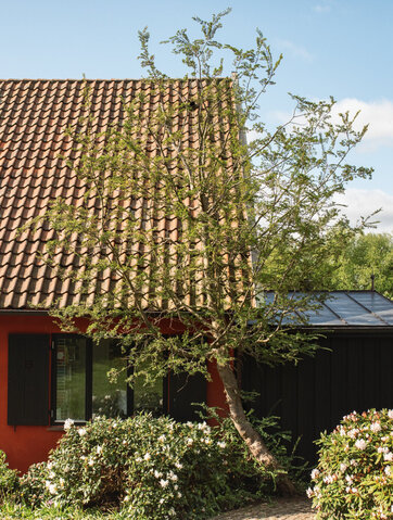 Sydbøg foran hus
