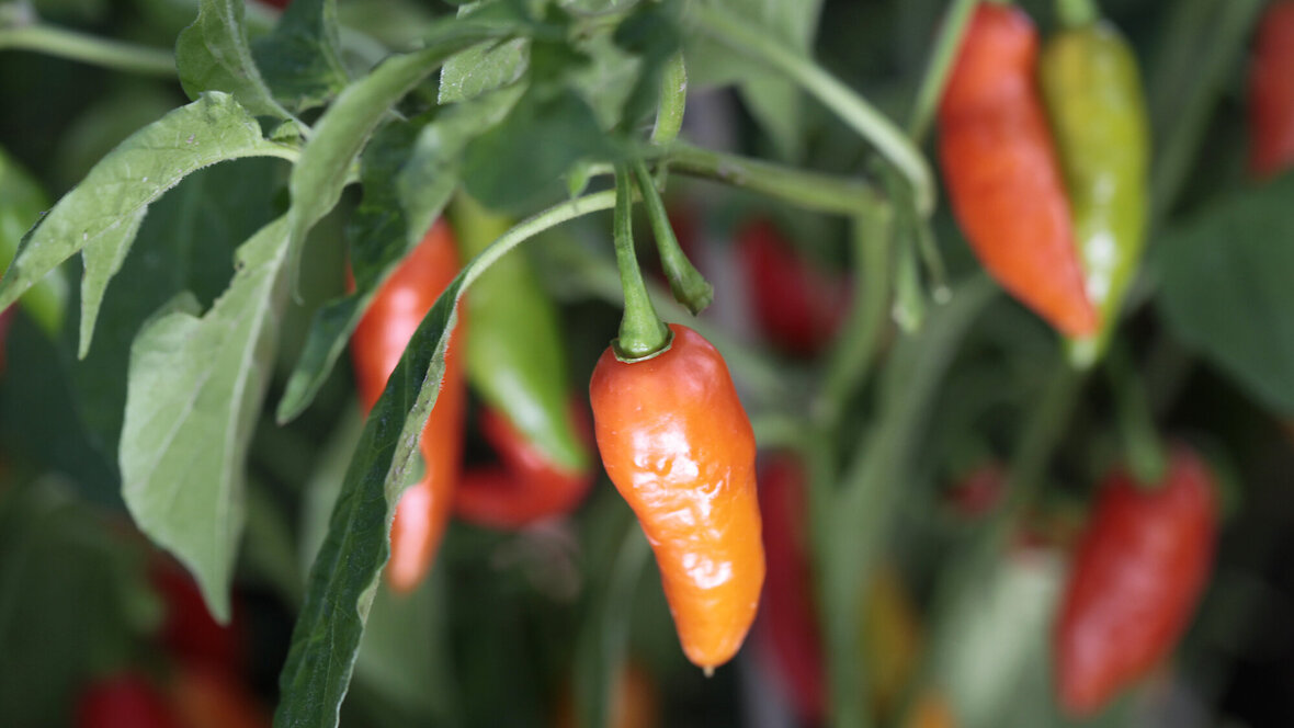 chili
