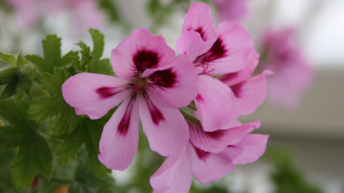 duftpelargonie