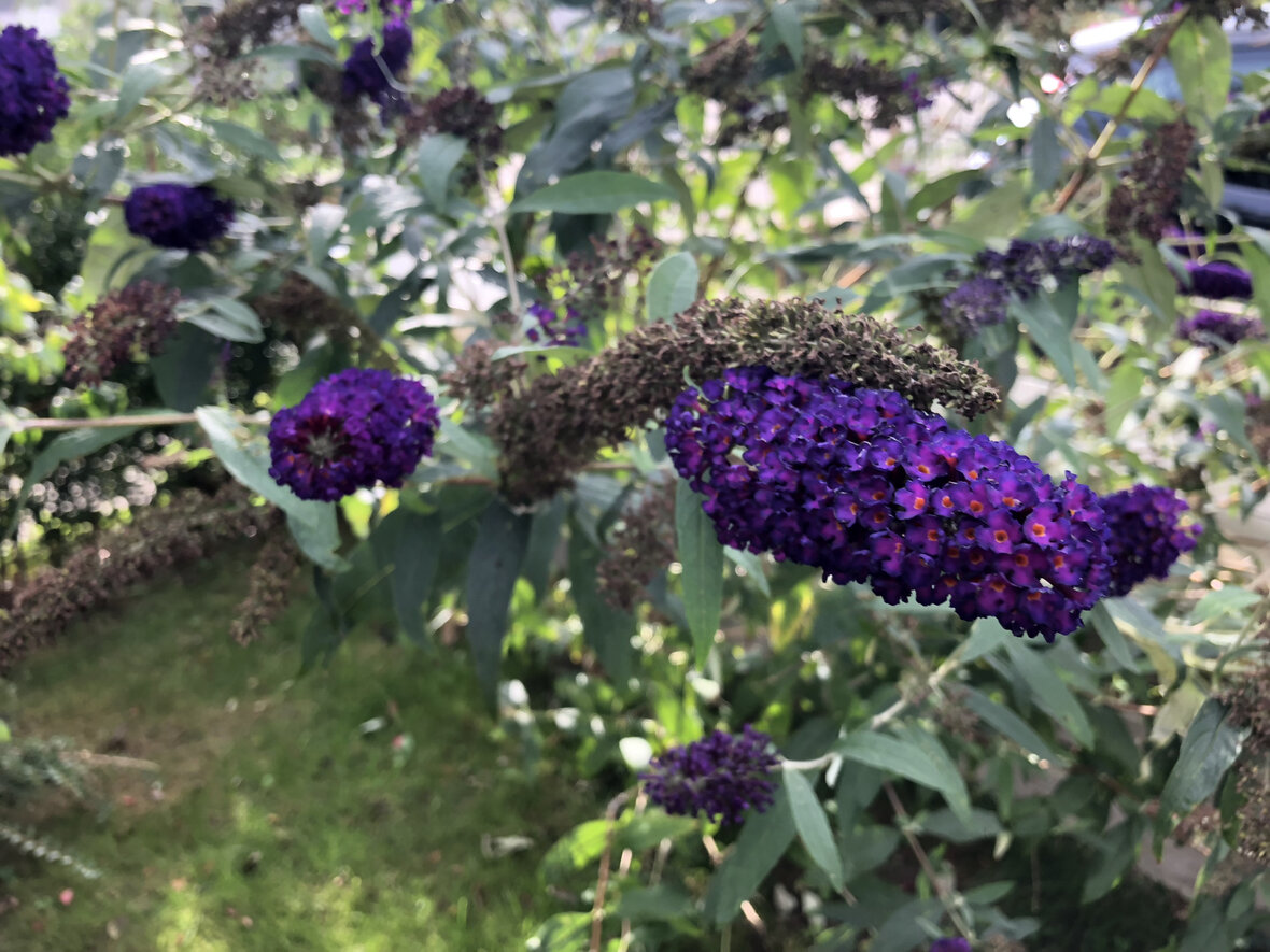 Sommerfuglebusk