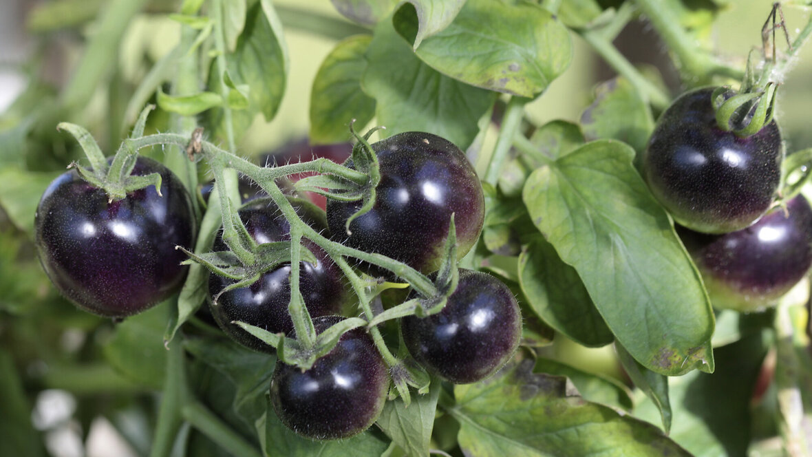 cherrytomater