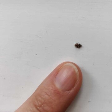 Så stor er en tæppebille Tæppebille sammenlignet med størrelsen på en finger