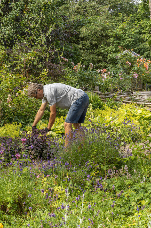 soignering af afblomstrede blomster i den vilde have