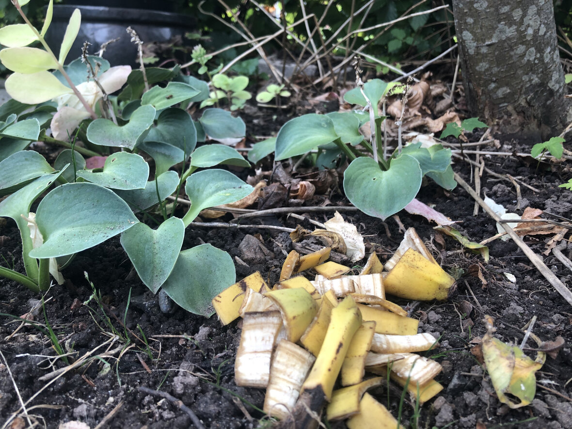 bananskræller som gødning ved plante