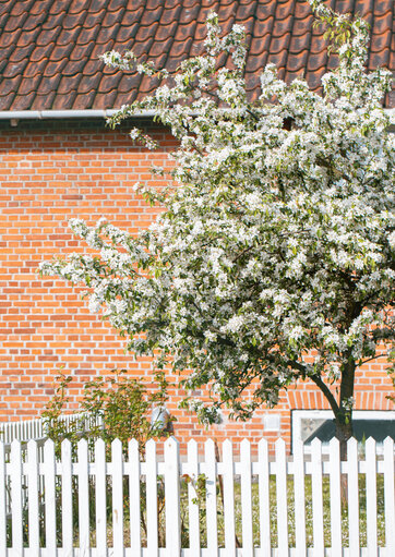 Paradisæbletræ foran hus