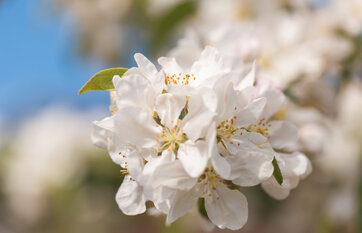 Paradisæbleblomst