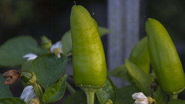 peberfrugt