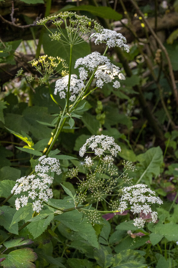 Skvalderkål blomstrer i vild og naturlig have
